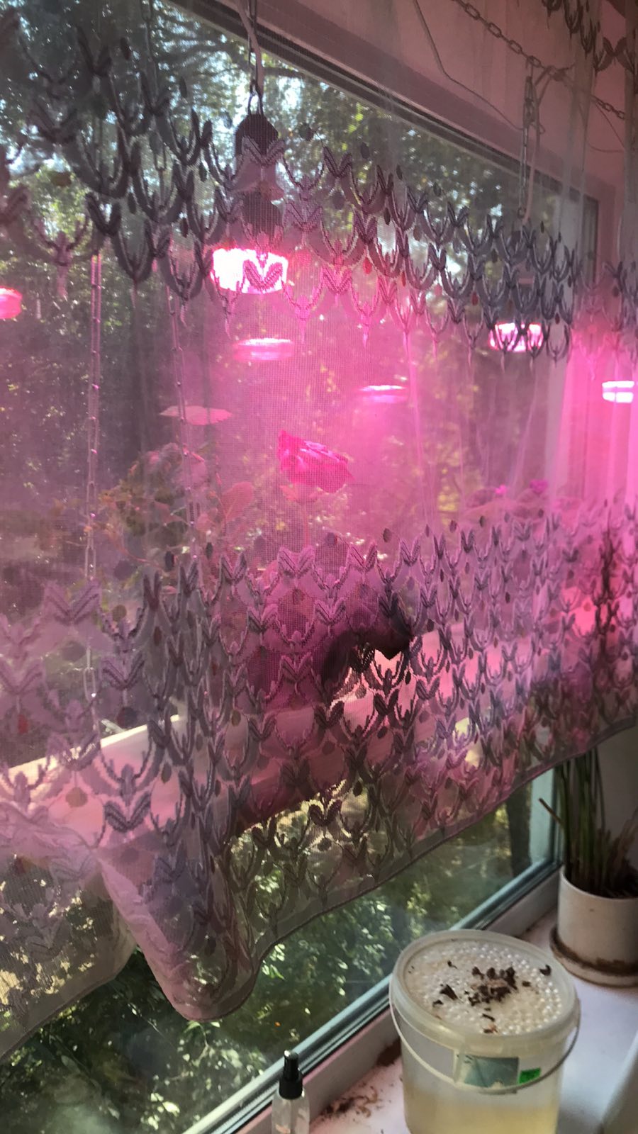 На фото: Фітосвітильники та фітолампи для рослин від Lwdvance (OSRAM) LED Star Grow Lamp T 80 20W Clear E27. Надано https://svtsvet.com.ua/